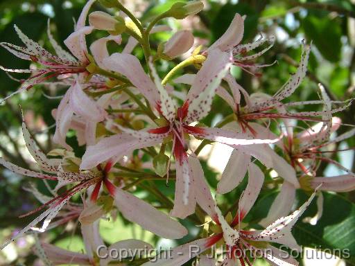 Calodendrum capense 